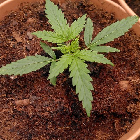 Purplerella growlog timeline photo