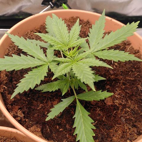Kalle growlog timeline photo