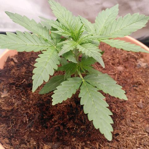Paule growlog timeline photo