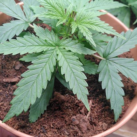 Purplerella growlog timeline photo
