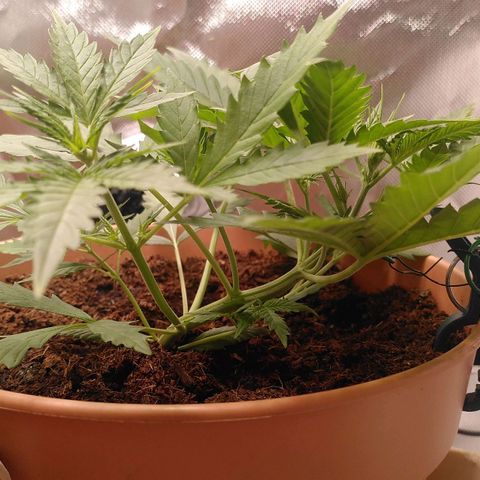 Kalle growlog photo: LST working
