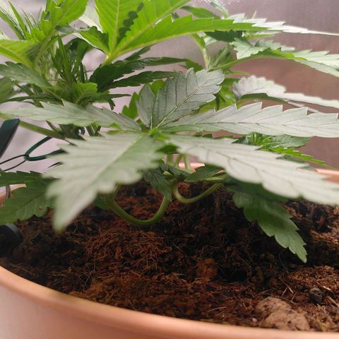 Paule growlog photo: LST working 