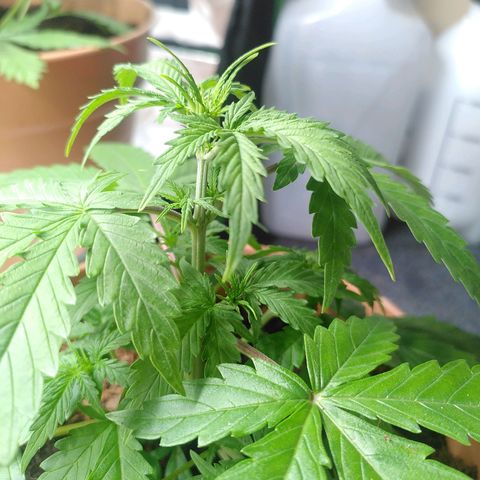 Purplerella growlog timeline photo