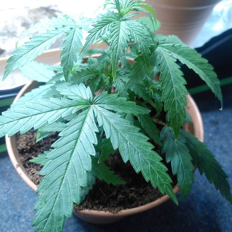 Purplerella growlog timeline photo