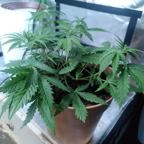 Kalle growlog timeline photo