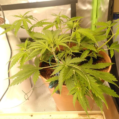 Kalle growlog timeline photo