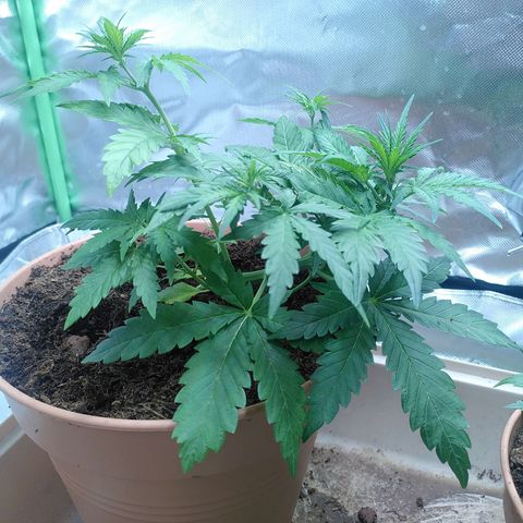 Paule growlog timeline photo