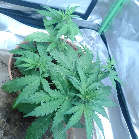 Paule growlog timeline photo