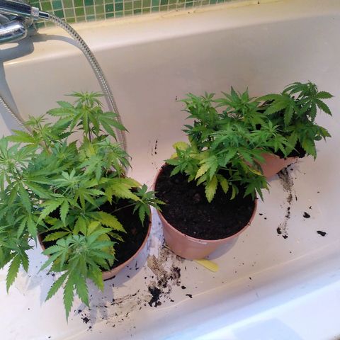 Paule growlog photo: Destilated water made a lot of deficiency. Now making schedule with npk and calmag foliage spray, switched over to tap water with citrus acid and clipped yellow leaves 