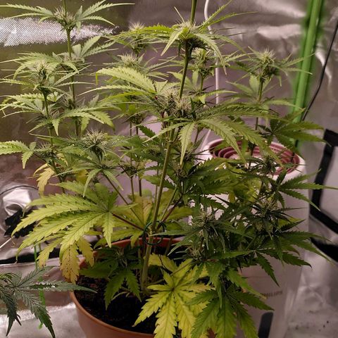Kalle growlog timeline photo