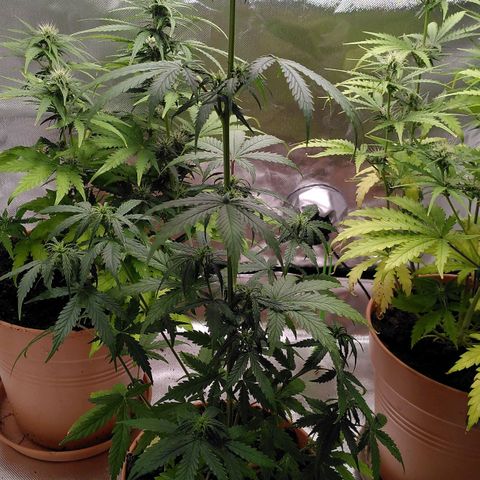Purplerella growlog timeline photo