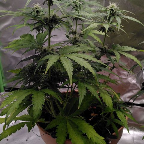 Paule growlog timeline photo