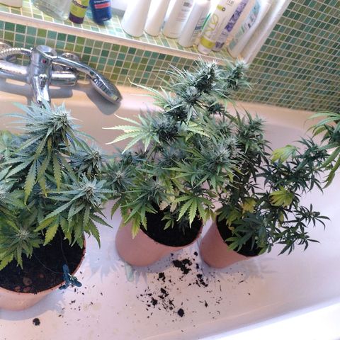 Paule growlog photo: Slowly recovering from deficiency/ purple a bit slow but growing high