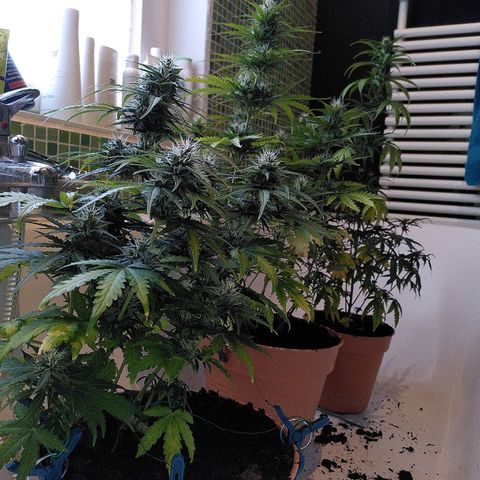 Paule growlog photo: Slowly recovering from deficiency/ purple a bit slow but growing high