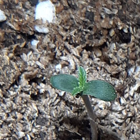 1302 A.C.A.B growlog photo: Le voy agregando sustrato para que de formen raices en lo que era el tallo, todavia no estoy regando para no ahogarla, solo humedezco el sustrato 