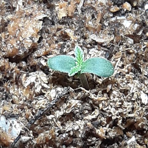 1302 A.C.A.B growlog photo: Le voy agregando sustrato para que de formen raices en lo que era el tallo, todavia no estoy regando para no ahogarla, solo humedezco el sustrato 