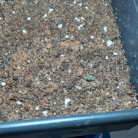 1302 A.C.A.B growlog photo: Cambie el foco de 7w a uno de 30w=200w 