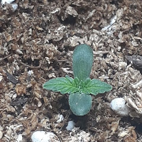 1302 A.C.A.B growlog photo: Anoche humedecí con muy poca agua con microdosis de fertilizante 