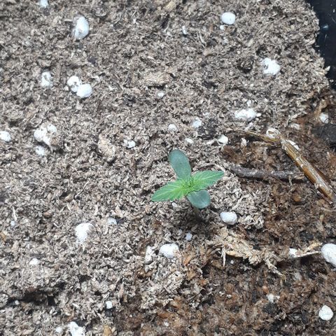 1302 A.C.A.B growlog timeline photo
