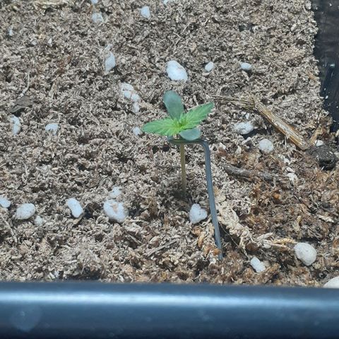 1302 A.C.A.B growlog timeline photo