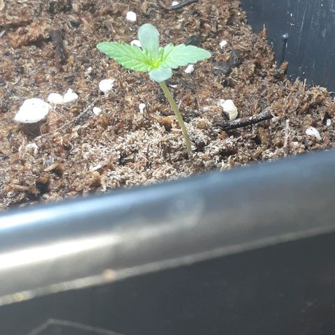 1302 A.C.A.B growlog timeline photo