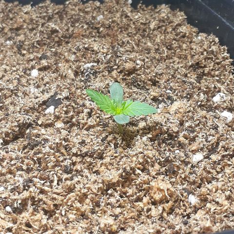 1302 A.C.A.B growlog photo: Agregué mas sustrato