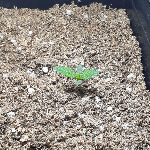 1302 A.C.A.B growlog timeline photo