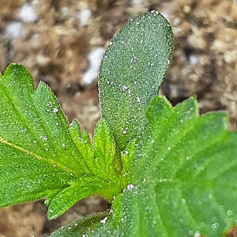 1302 A.C.A.B growlog timeline photo