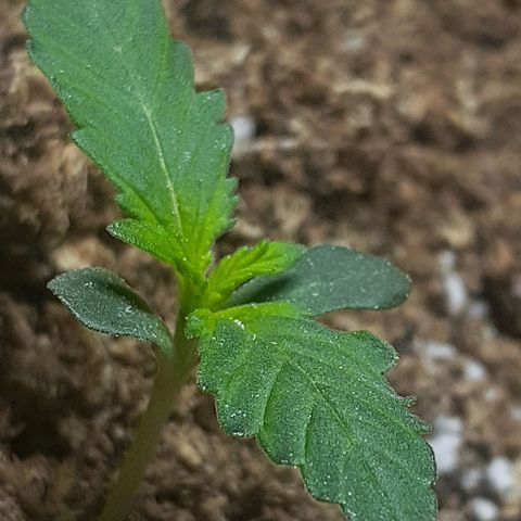 1302 A.C.A.B growlog photo: Anoche estuvo 13 horas a oscuras debido a una tormenta que cortó la electricidad de toda la ciudad, se ve que va creciendo fuerte☝🤓