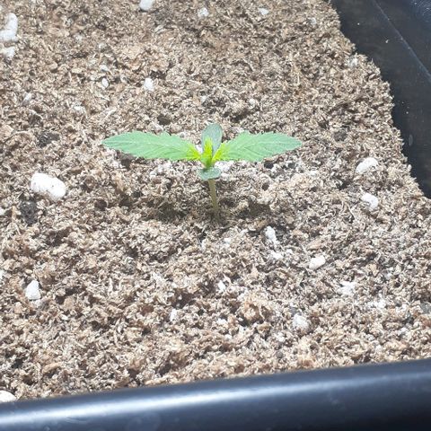1302 A.C.A.B growlog photo: Anoche estuvo 13 horas a oscuras debido a una tormenta que cortó la electricidad de toda la ciudad, se ve que va creciendo fuerte☝🤓