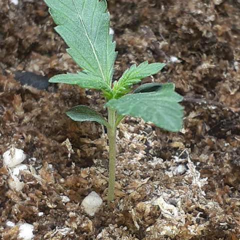 1302 A.C.A.B growlog timeline photo