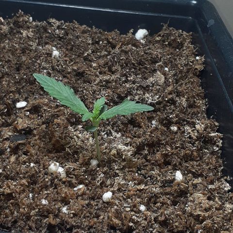 1302 A.C.A.B growlog timeline photo