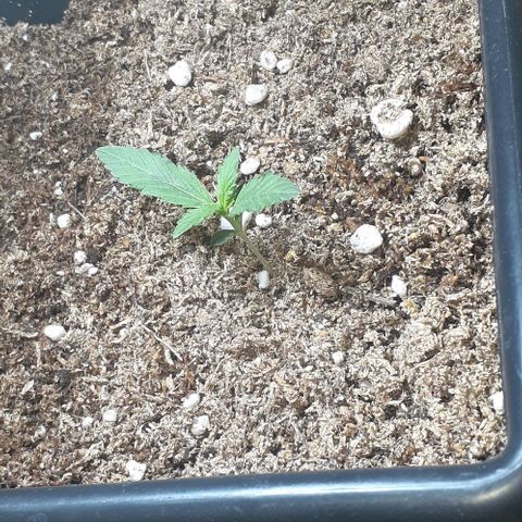 1302 A.C.A.B growlog timeline photo
