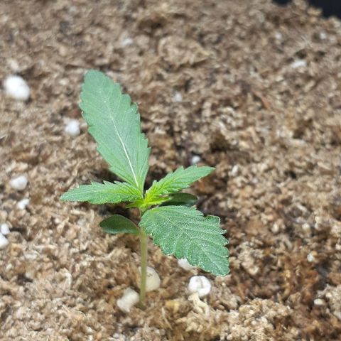 1302 A.C.A.B growlog timeline photo
