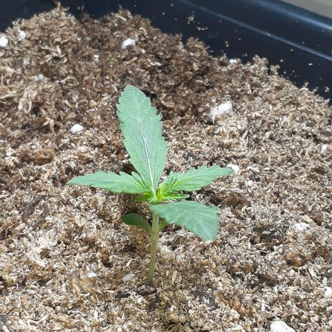 1302 A.C.A.B growlog timeline photo