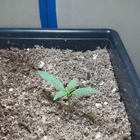 1302 A.C.A.B growlog timeline photo