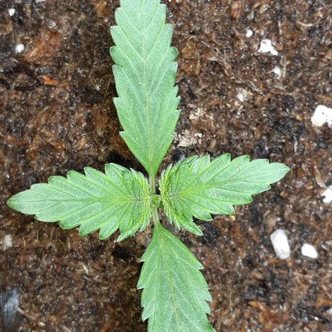 1302 A.C.A.B growlog timeline photo