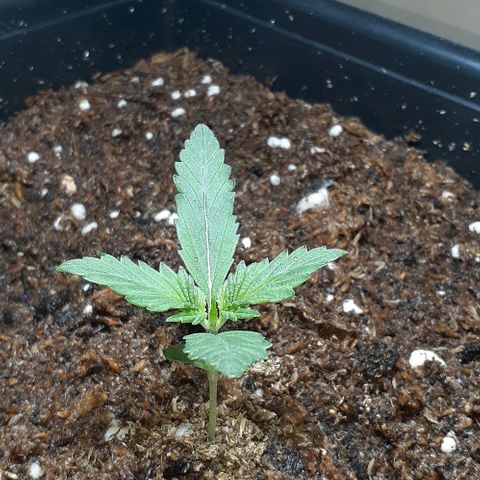 1302 A.C.A.B growlog timeline photo