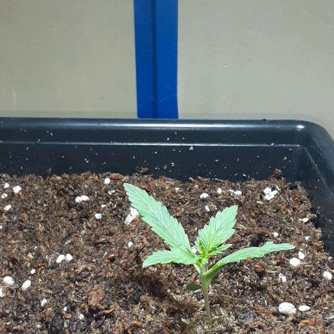 1302 A.C.A.B growlog timeline photo