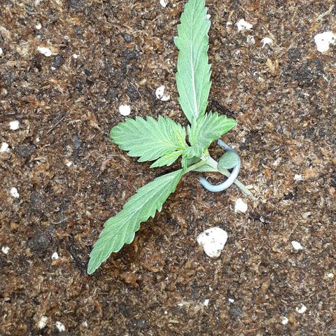 1302 A.C.A.B growlog photo: LST