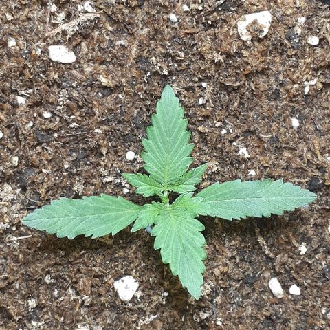 1302 A.C.A.B growlog timeline photo