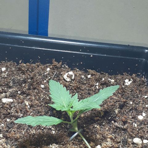 1302 A.C.A.B growlog timeline photo