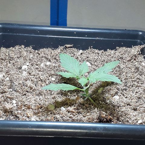 1302 A.C.A.B growlog timeline photo
