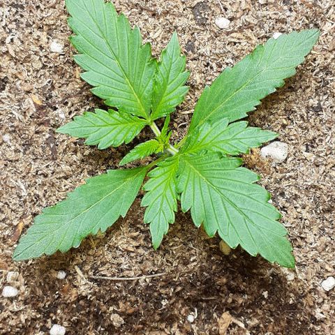 1302 A.C.A.B growlog timeline photo