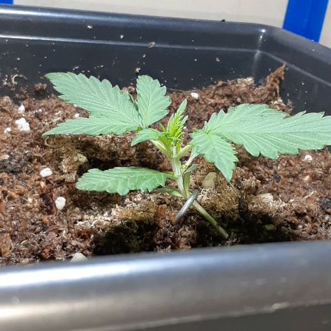 1302 A.C.A.B growlog photo: Una de las hojas nuevas esta creciendo mas chica que la otra, no creo que sea algo malo seguramente crezcan de igual tamaño, voy a investigar igualmente 