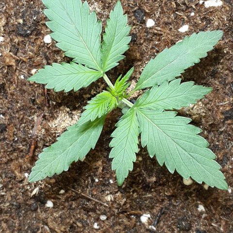 1302 A.C.A.B growlog photo: Una de las hojas nuevas esta creciendo mas chica que la otra, no creo que sea algo malo seguramente crezcan de igual tamaño, voy a investigar igualmente 