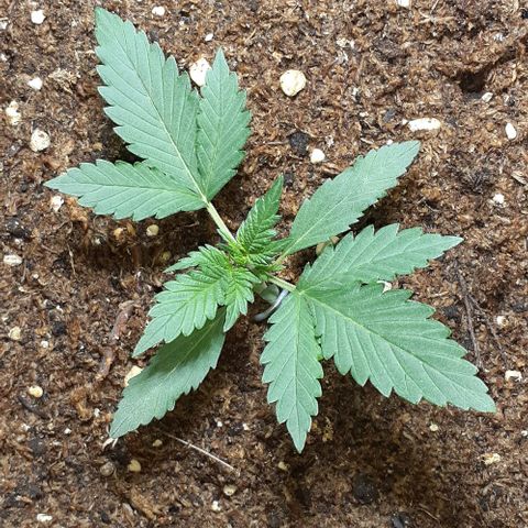 1302 A.C.A.B growlog timeline photo