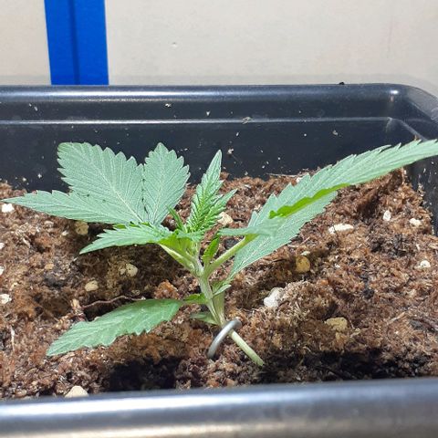 1302 A.C.A.B growlog timeline photo