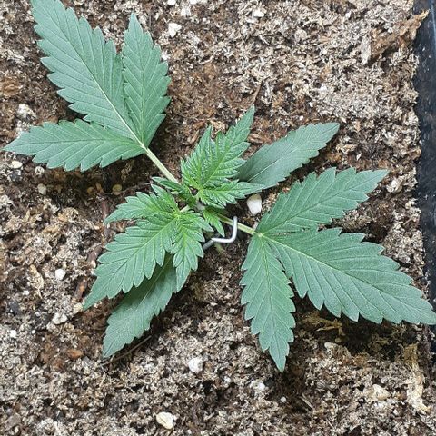 1302 A.C.A.B growlog timeline photo