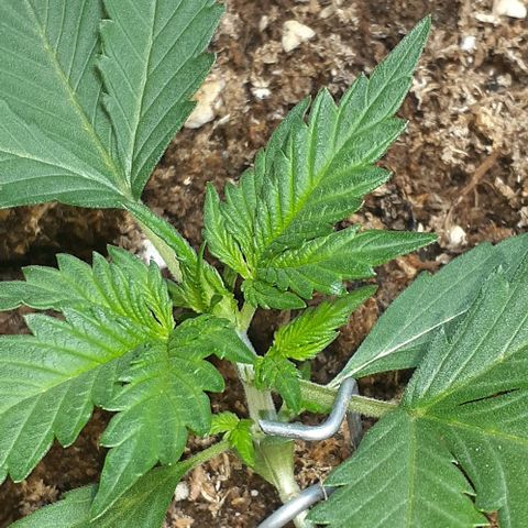 1302 A.C.A.B growlog timeline photo
